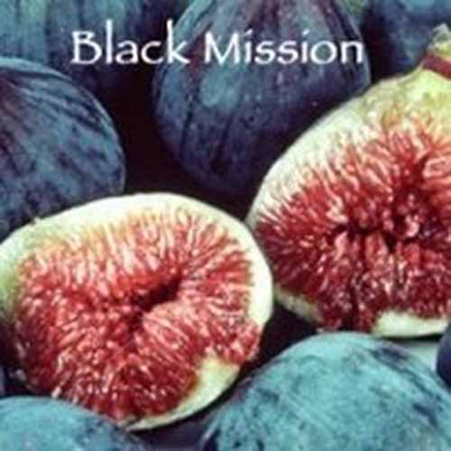 Un primer plano de los frutos maduros de 'Black Mission' cortados por la mitad.  En la parte superior del marco hay texto blanco.