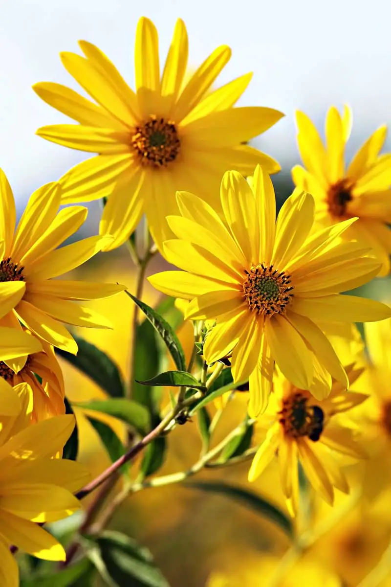 Un primer plano vertical de flores sunchoke de color amarillo brillante.