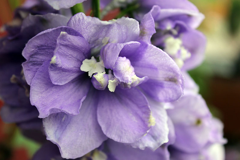 Un primer plano de una flor de espuela de caballero violeta claro sobre un fondo de enfoque suave.