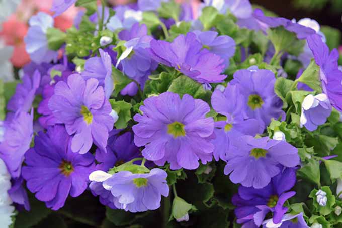 Un primer plano de las delicadas flores púrpuras de las prímulas de primavera a la luz del sol.