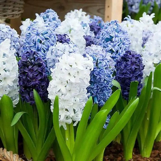Varios tonos de jacintos azules y blancos en flor.  Cerrar vista.