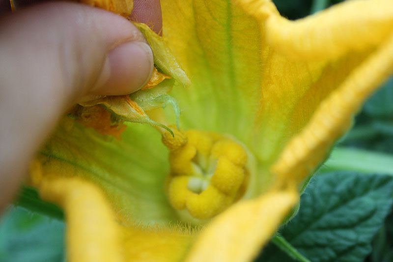 Un primer plano de una mano desde la izquierda del marco polinizando a mano una flor amarilla brillante frotando el estambre sobre el estigma.