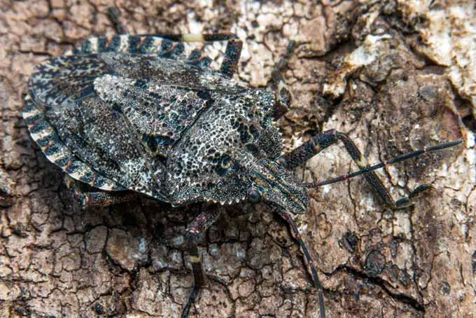 Beneficioso áspero Stink Bug (Brochymena quadripustula) camuflado contra la corteza de los árboles |  