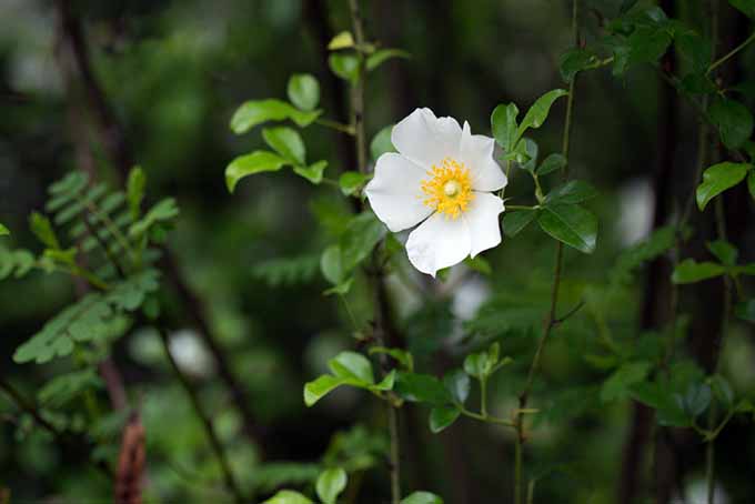 Un primer plano de la delicada flor blanca con un centro amarillo de la rosa Cherokee, que crece en el jardín sobre un fondo de enfoque suave.