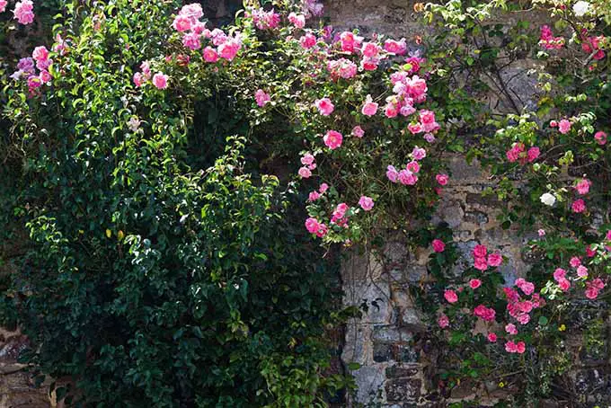 Rosas trepadoras por un muro de piedra en un jardín campestre inglés bajo el sol primaveral.