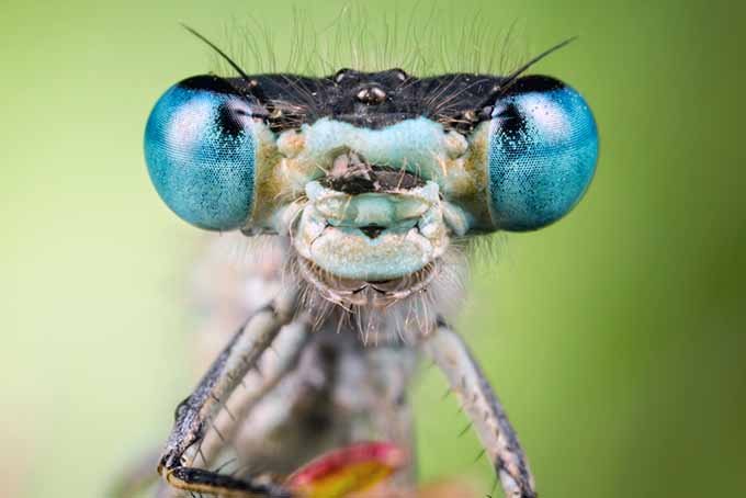 Primer plano de cara de insecto beneficioso |  