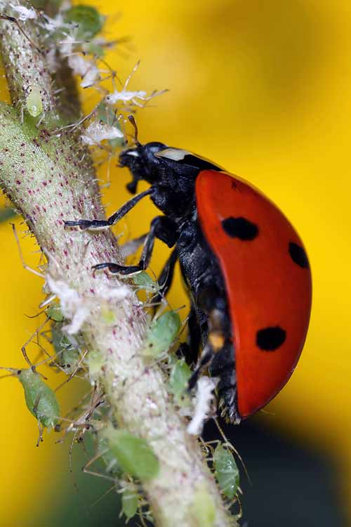 No aplastes otra mosca hasta que leas este artículo informativo de FdeFlor sobre insectos benéficos y cómo ayudan a mantener tu jardín saludable: 