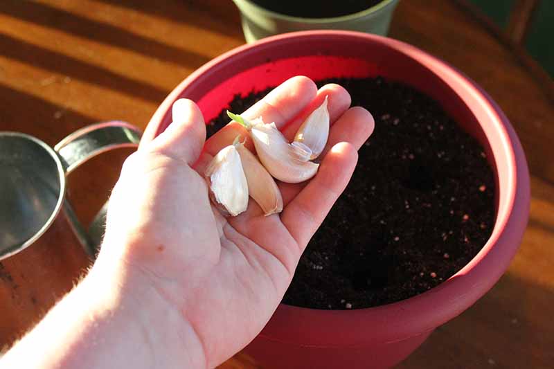 Una mano de la izquierda del marco que sostiene tres dientes de ajo que acaban de comenzar a brotar, con un gran recipiente de plástico rojo al fondo, listo para plantar.