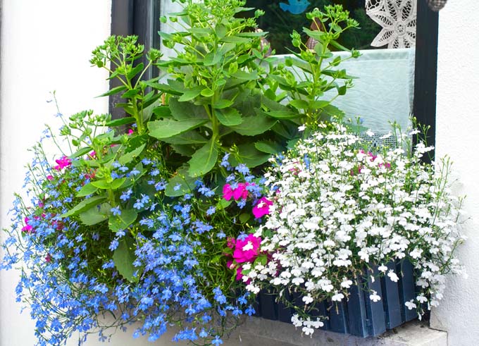 Una jardinera llena de flores azules, rosas y blancas, y plantas más altas con follaje verde.