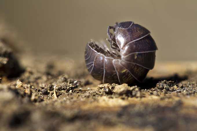 Insectos beneficiosos Curled Up Pill Bug |  