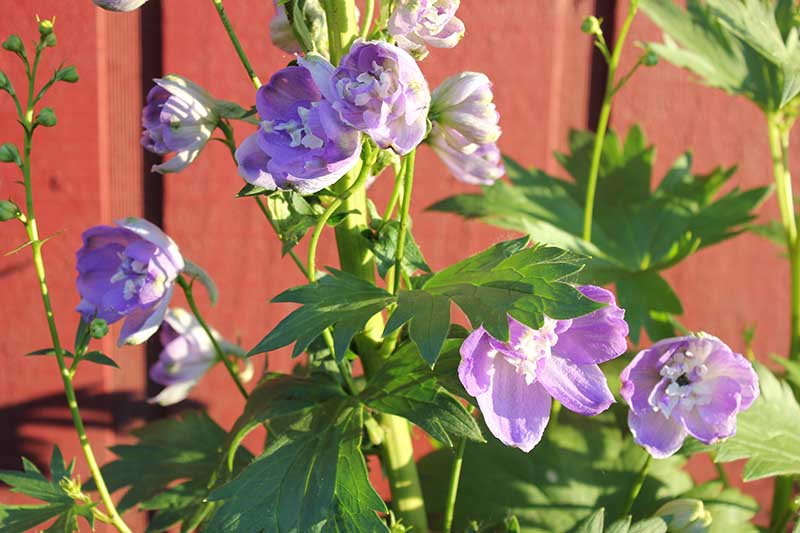 Un primer plano de flores de espuela de caballero de color púrpura claro representadas bajo un sol brillante.