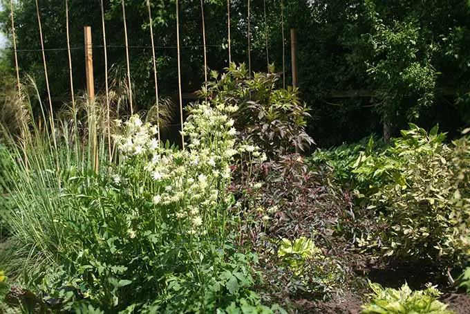 Un arbusto de saúco de color morado oscuro que crece en el jardín entre otras plantas, fotografiado a la luz del sol.