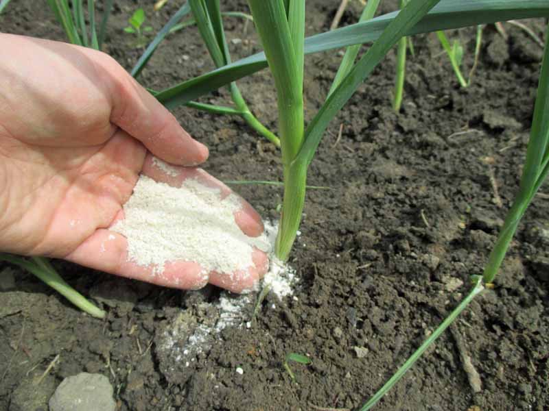 Un primer plano de una mano aplicando polvo de harina de hueso a un cultivo de puerros.