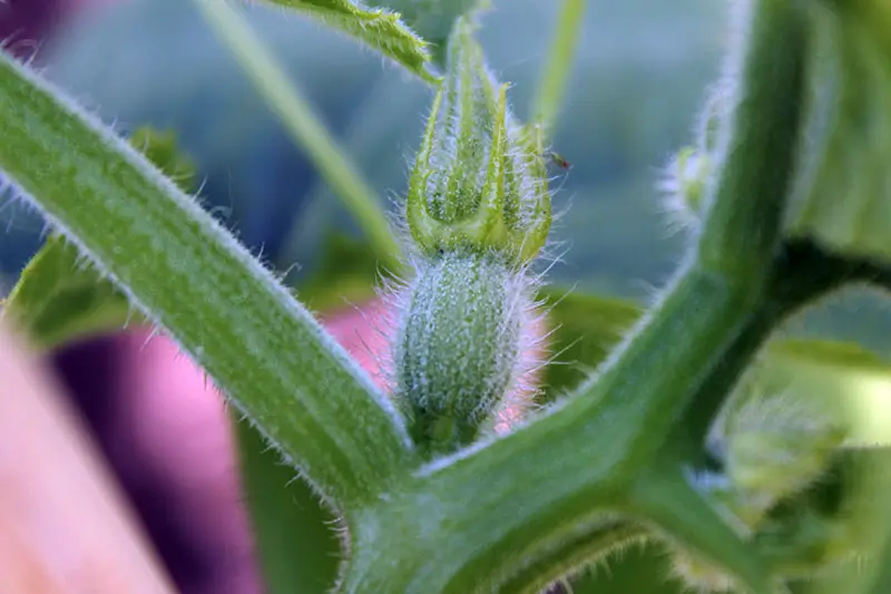 Un primer plano del capullo de una flor de calabaza en desarrollo que muestra el ovario en la parte inferior que se convertirá en la fruta y el capullo pequeño en la parte superior.