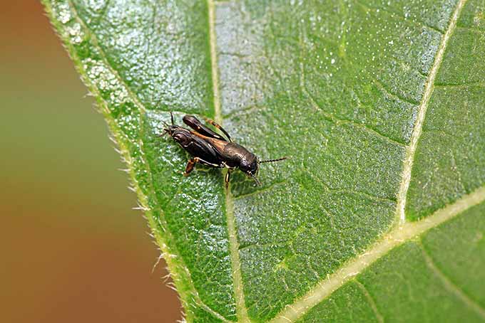 Una imagen horizontal de primer plano de un escarabajo de pulgas en la hoja de una planta representada en un fondo de enfoque suave.