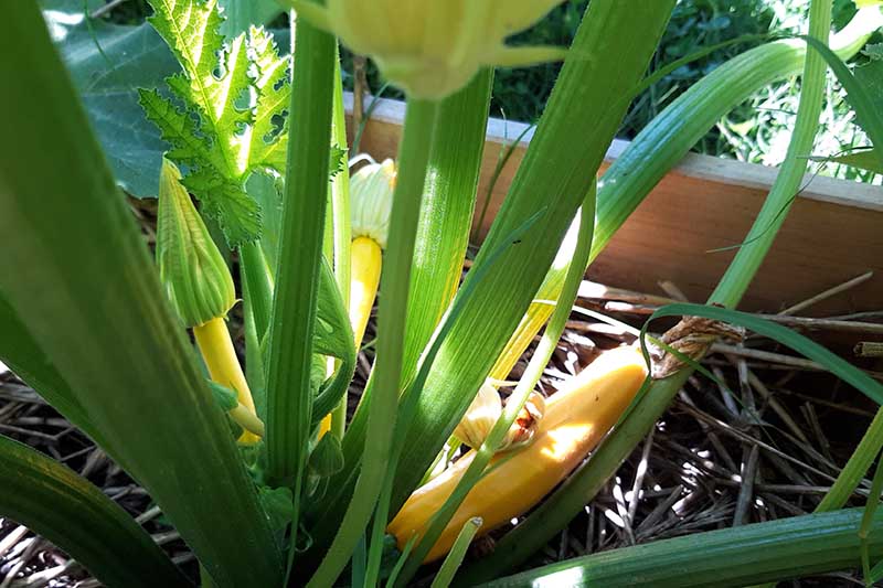 Un primer plano de una planta 'Golden Delight' que crece en un jardín de cama elevado de madera, fotografiado a la luz del sol, con frutos maduros y en desarrollo.