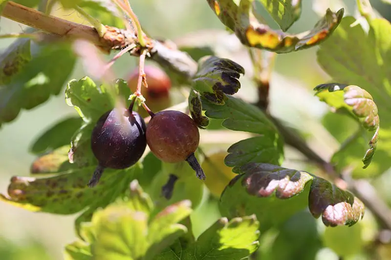 Un primer plano de los frutos y el follaje de Ribes uva-crispa, que muestra las hojas dañadas por la mancha de la hoja, fotografiadas bajo la luz del sol sobre un fondo de enfoque suave.