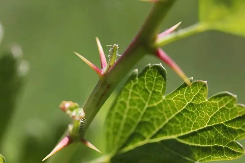 Un primer plano de las espinas en la rama de Ribes uva-crispa, representada en un fondo de enfoque suave.