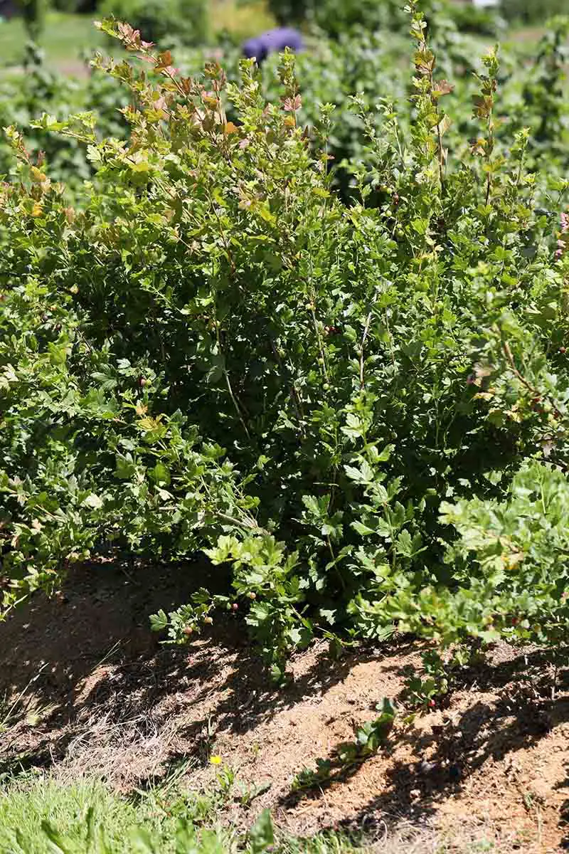 Una imagen vertical de cerca de una Ribes uva-crispa que crece en el jardín con un mantillo de madera dura aplicado alrededor de la base de la planta.