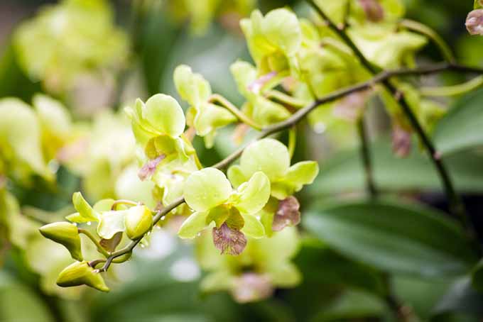 orquídeas verdes |  