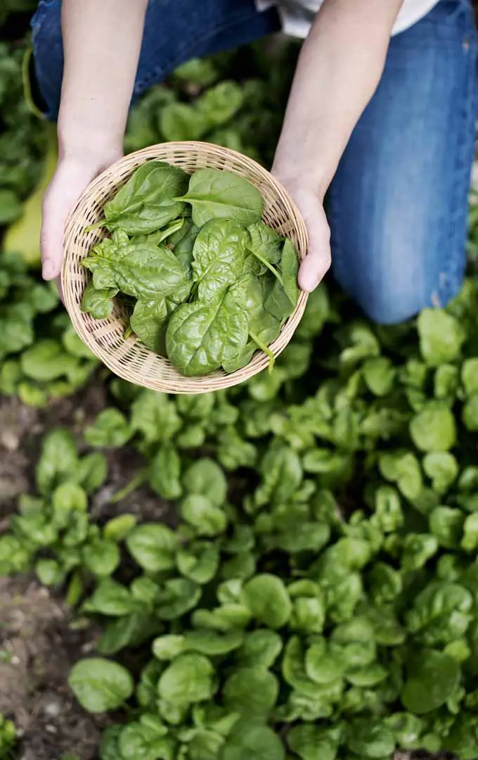 ¿Quieres cultivar tus propias espinacas en casa?  Obtenga más información sobre estas deliciosas verduras aquí: 