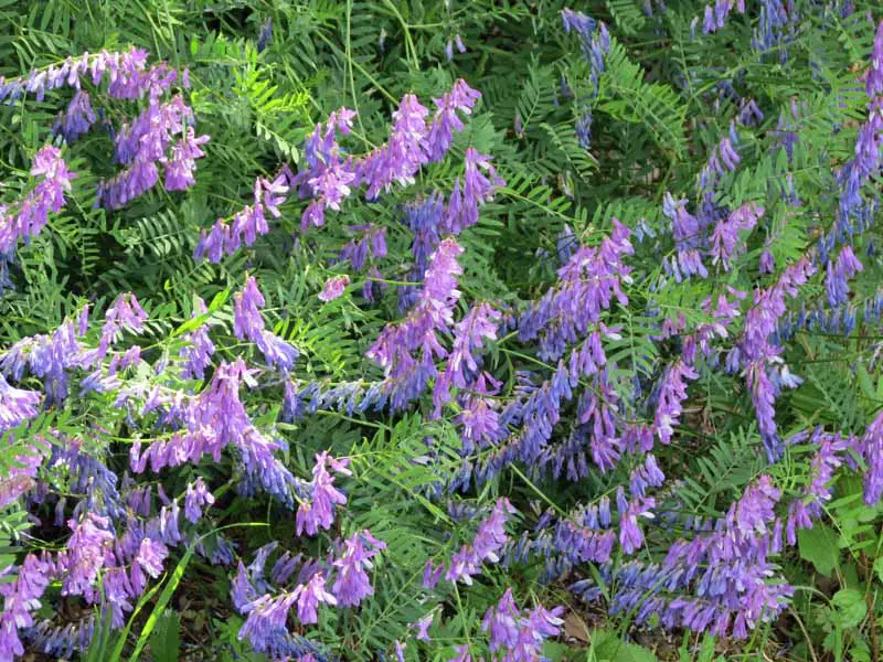 Primer plano de una arveja peluda con flores de color púrpura que crecen como un mantillo verde en el jardín fotografiado con luz solar filtrada.