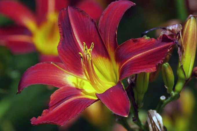 Un primer plano de una flor de azucena roja y amarilla sobre un fondo de enfoque suave.