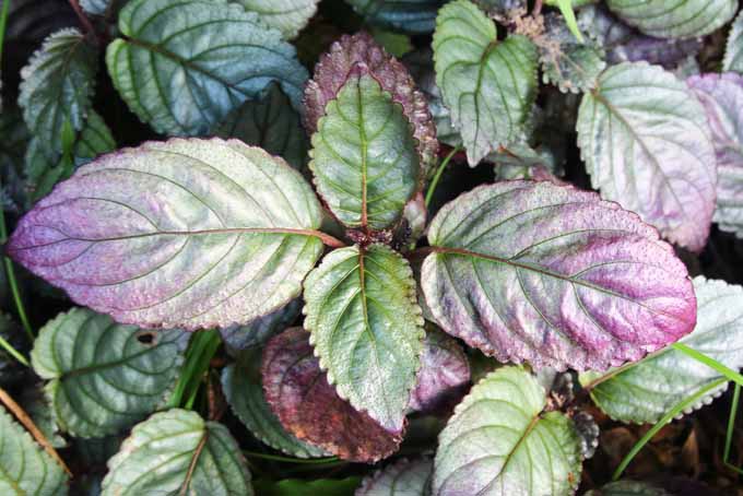 Una imagen horizontal de primer plano de las hojas variegadas de la planta de gofres púrpura, que crece en el interior.