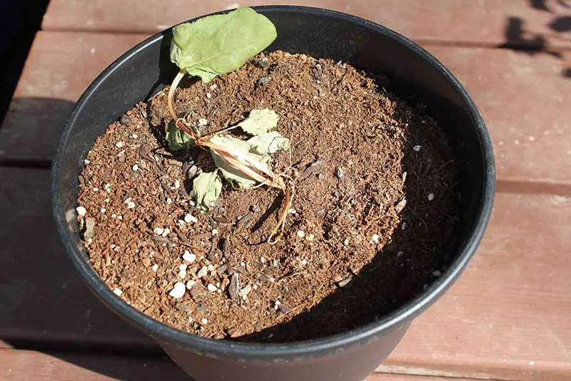 Un primer plano de una pequeña planta de ruibarbo que se ha marchitado y muerto, en una maceta de plástico negra, colocada sobre una superficie de madera, fotografiada a la luz del sol.