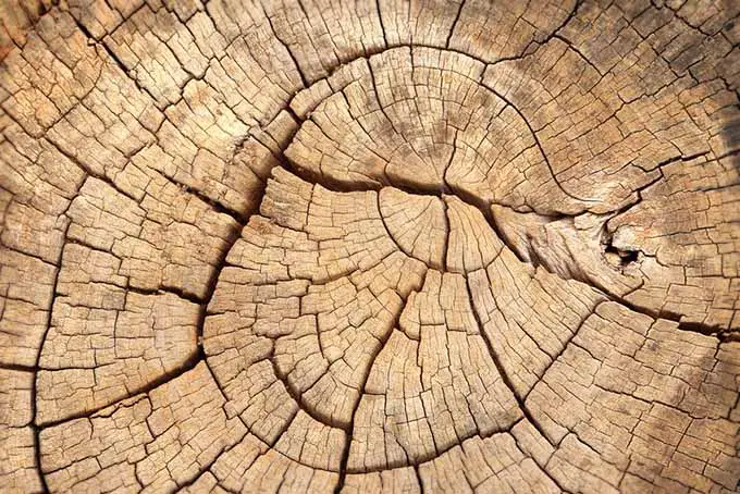 Un primer plano de un trozo de madera que ha sido cortado y se está secando y agrietando.