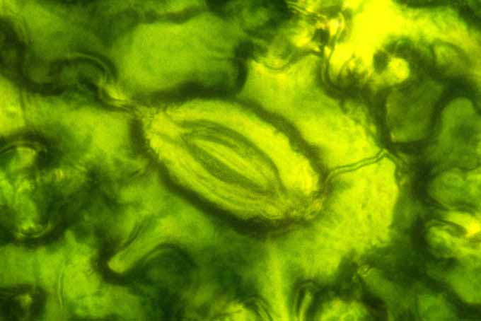 Una imagen horizontal de cerca de una toxina microscópica.