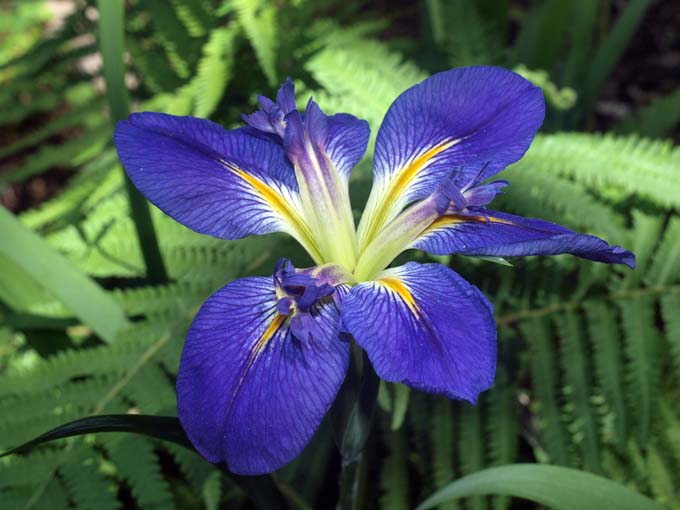 luisiana iris primer plano