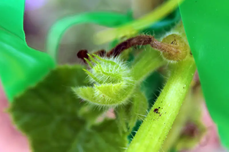 Un primer plano de una pequeña flor masculina en desarrollo en una planta de calabaza 'Howden', sobre un fondo de enfoque suave.