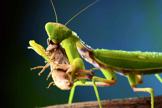 Mantis beneficiosa comiendo un insecto |  