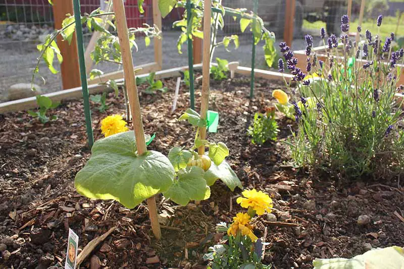 Una cama de jardín elevada en Alaska, que muestra una variedad de plantas que crecen juntas para beneficio mutuo, representada bajo un sol brillante.