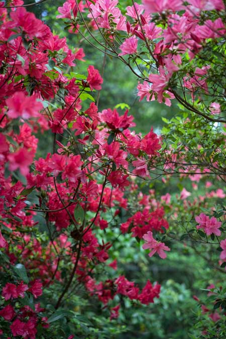 Una imagen vertical de cerca de flores de color rosa brillante que crecen en el jardín sobre un fondo de enfoque suave.