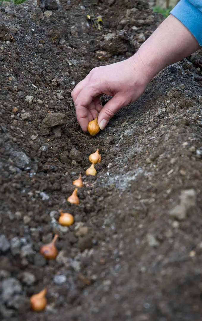 Una mano humana planta una cebolla pequeña que comienza en una zanja en el suelo del jardín.