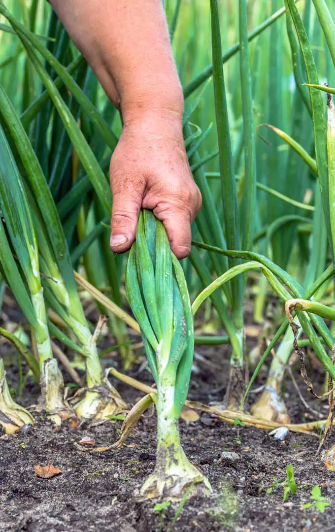 Una mano humana tira de las tapas verdes de las cebollas que crecen en un jardín.