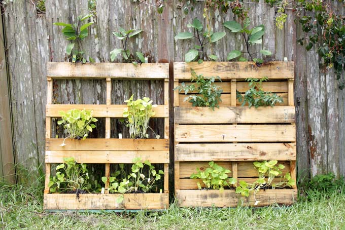 Dos paletas de madera se utilizan para formar un jardín vertical, con tierra y plantas colocadas entre tablas, apoyadas contra una cerca de madera.