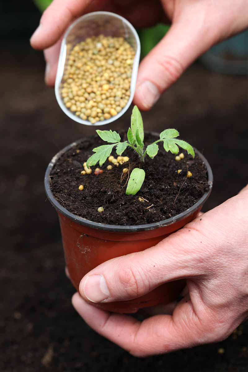 Una mano humana vertiendo fertilizante granular en el suelo de una plántula que crece en una olla pequeña.