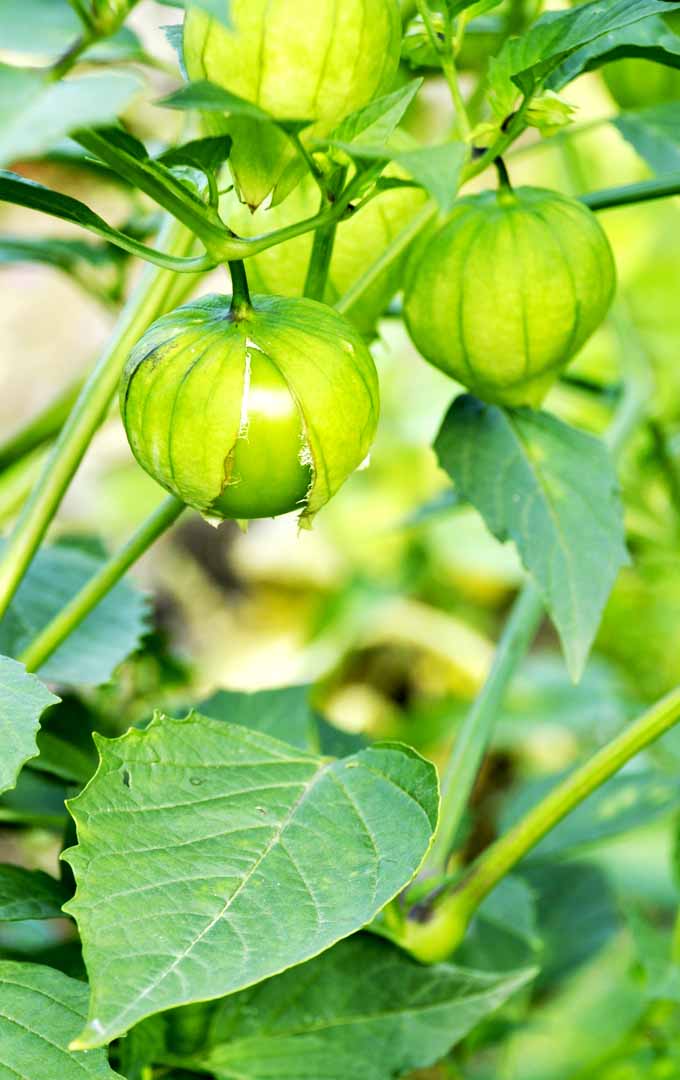 Cuatro tomatillos verdes que crecen en la vid en un jardín.