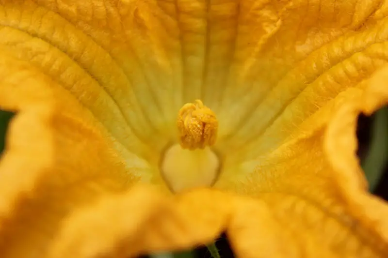 Un primer plano de una flor masculina naranja, que muestra el polen en el estambre.
