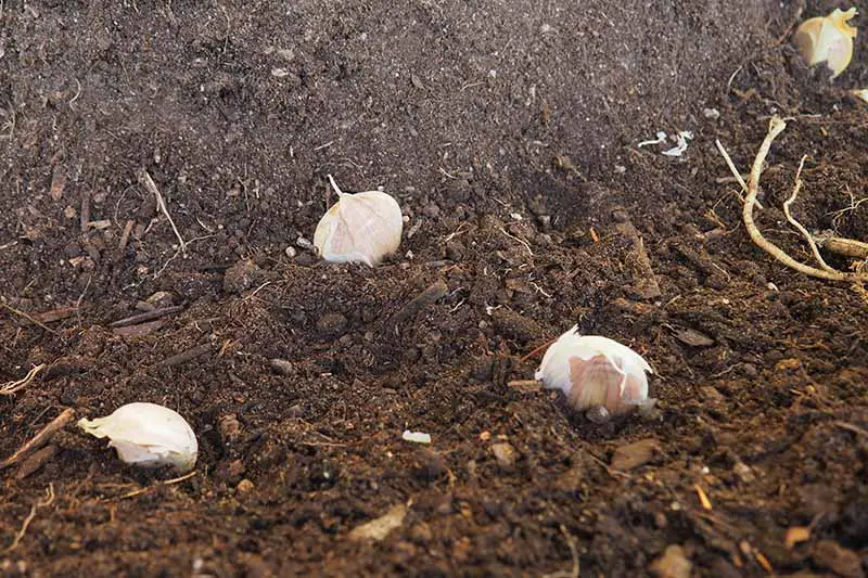 Un primer plano de un suelo rico y oscuro con cuatro dientes de ajo plantados y listos para cubrir.