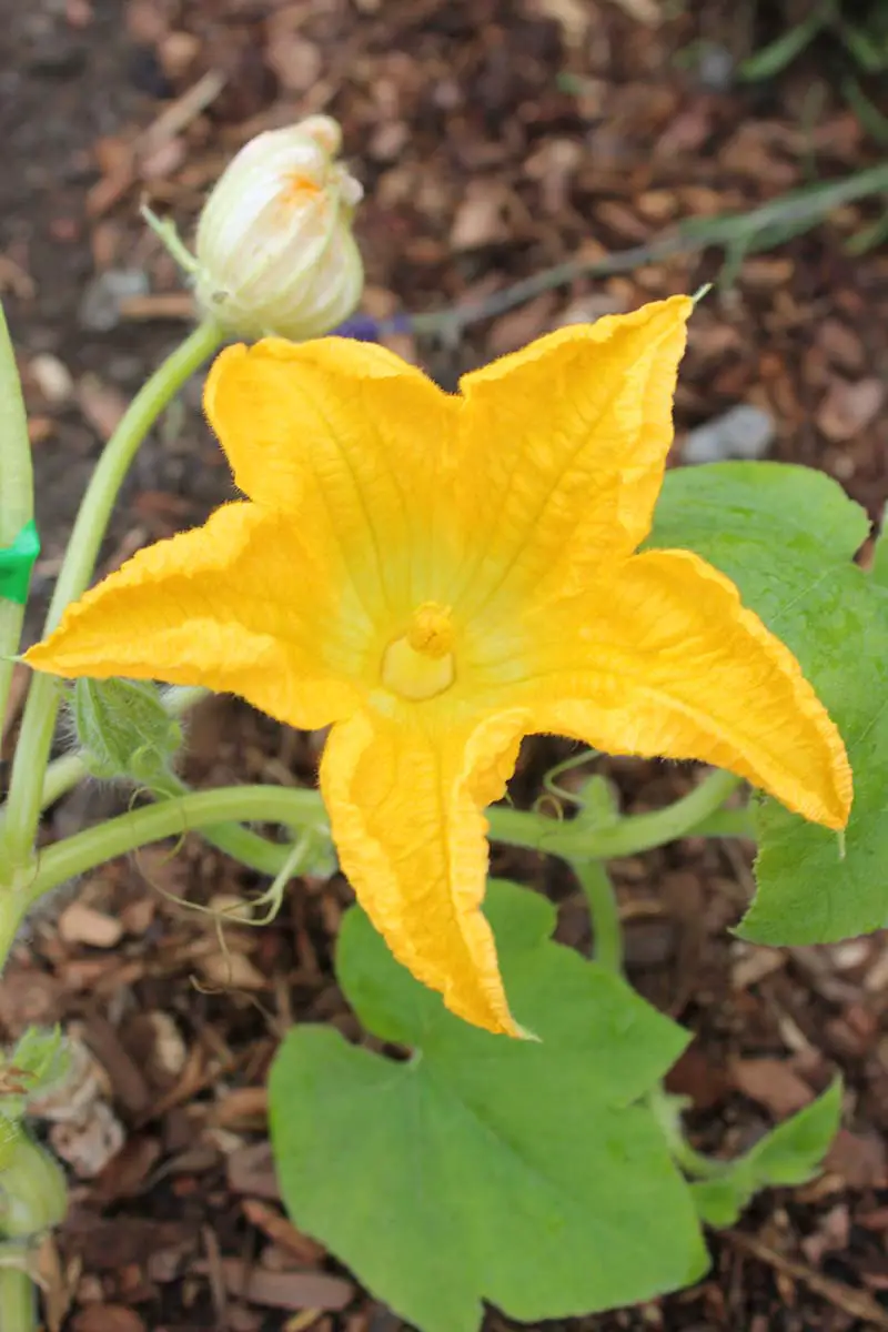 Una imagen vertical de primer plano de una gran flor naranja (macho) con polen en el estigma, representada en un fondo de enfoque suave.