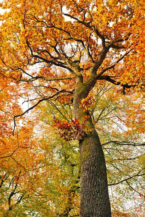 Una imagen vertical de un gran roble con hojas rojas de otoño.