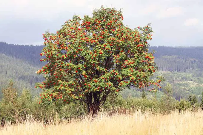 Un árbol de serbal, con flores de color rojo brillante, que crece en el borde de un campo con bosque de pinos en un enfoque suave en el fondo.