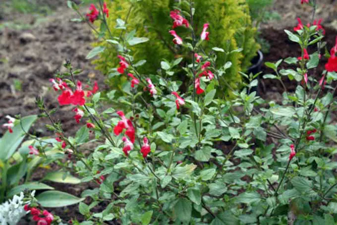 Un primer plano de salvia, Salvia 'Hot Lips', que crece en el jardín con flores de color rojo brillante y follaje verde suave.