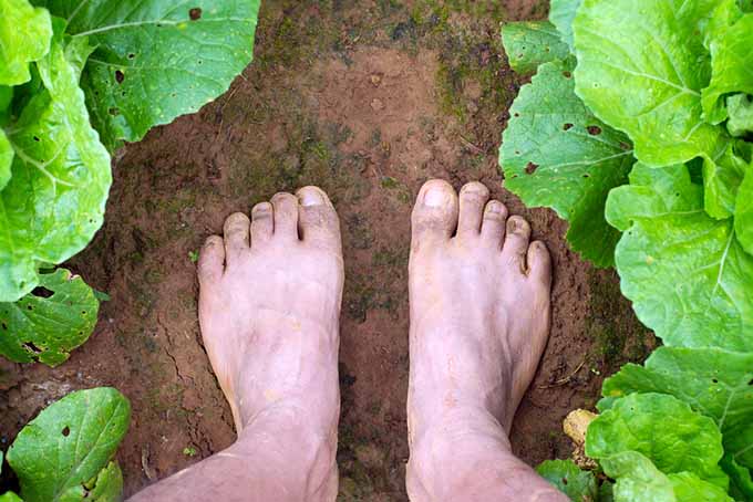 Una imagen de arriba hacia abajo de dos pies descalzos parados en el suelo en el jardín entre dos hileras de vegetales.