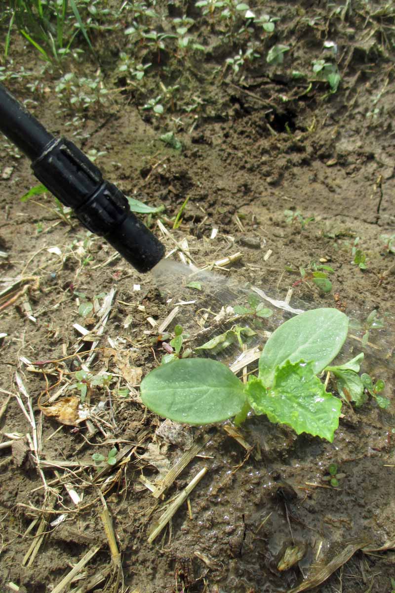 Una imagen vertical de cerca de una planta de calabaza que se fertiliza con un spray, con tierra en el fondo.