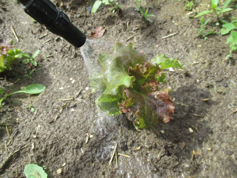 Un primer plano de una pequeña planta de lechuga que está siendo rociada con fertilizante foliar.
